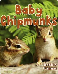 Baby Chipmunks