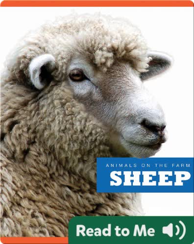 Sheep