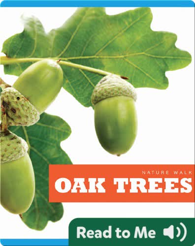 Oak Trees