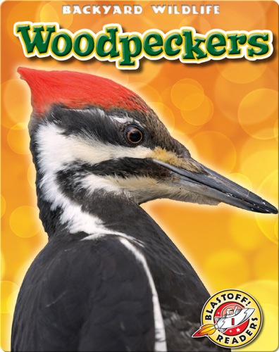 Woodpeckers: Backyard Wildlife