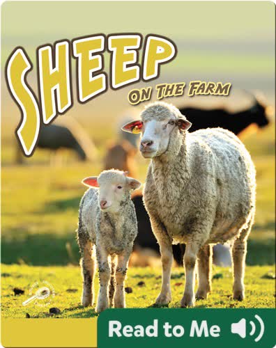 Sheep On The Farm