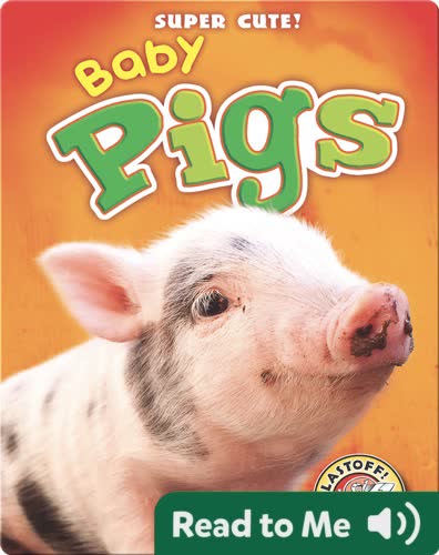 Super Cute! Baby Pigs