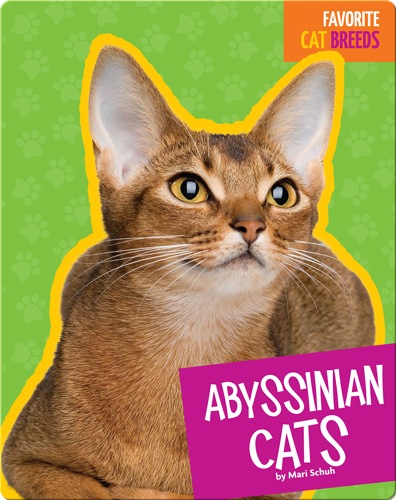 Abyssinian Cats