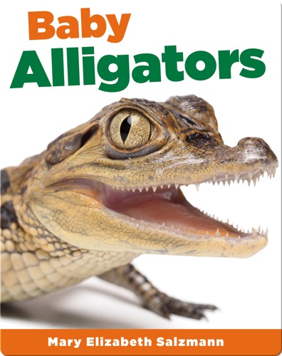 Baby Alligators