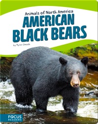 American Black Bears