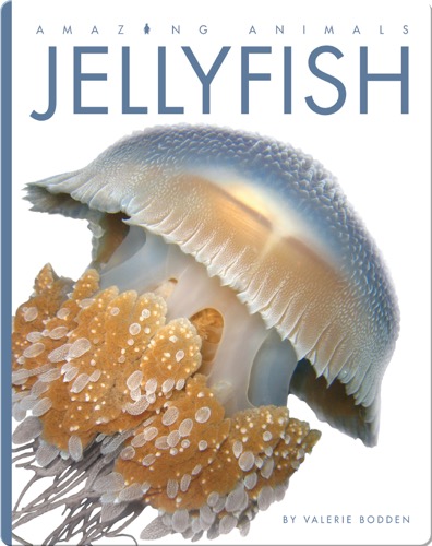 Jellyfish