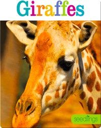 Giraffes