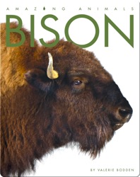 Bison