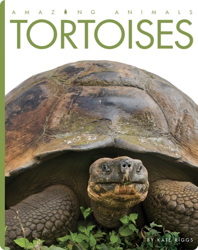 Tortoises