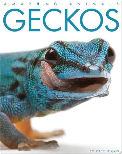 Geckos