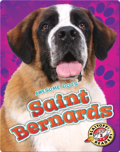 Saint Bernards