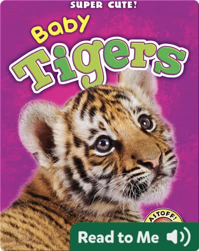 Super Cute! Baby Tigers