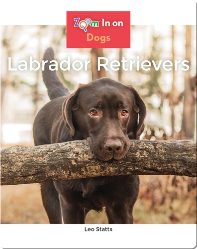 Labrador Retrievers