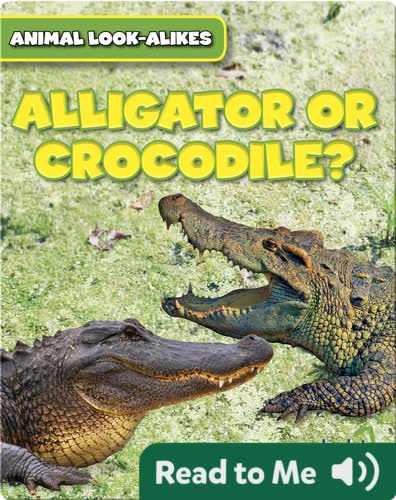 Alligator or Crocodile?