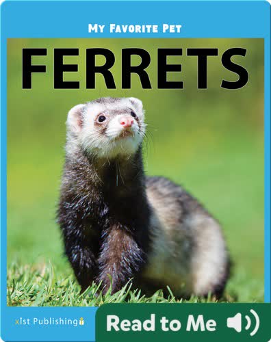 My Favorite Pet: Ferrets