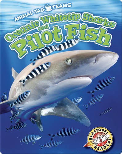 Oceanic Whitetip Sharks and Pilot Fish