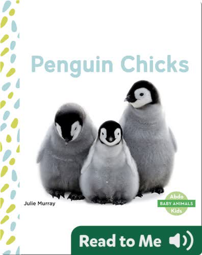 Penguin Chicks