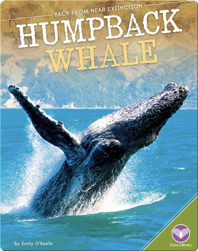 Humpback Whale