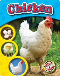 The Life Cycle of a Chicken