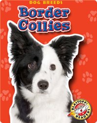 Border Collies: Dog Breeds