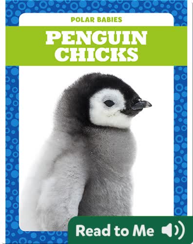 Polar Babies: Penguin Chicks