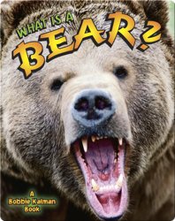 What is a Bear?