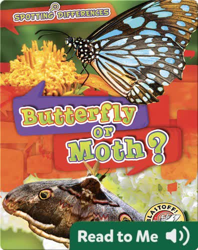 Butterfly or Moth?