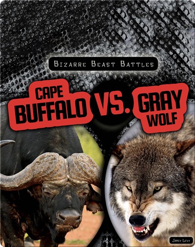 Bizarre Beast Battles: Cape Buffalo vs. Gray Wolf
