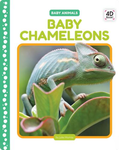 Baby Chameleons