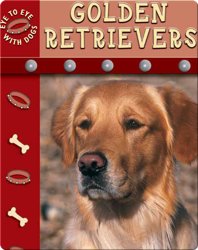Eye To Eye With Dogs: Golden Retrievers