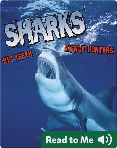 Sharks! Big Teeth. Fierce Hunters