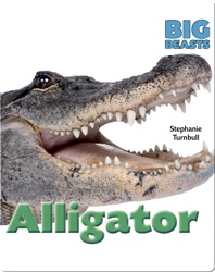 Alligator
