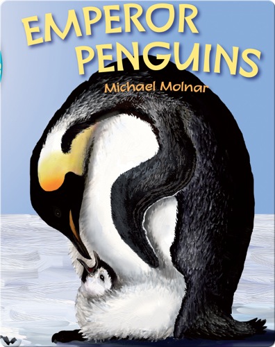 Emperor Penguins