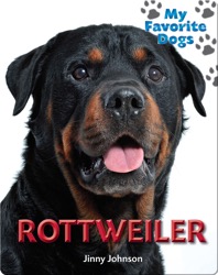 Rottweiler