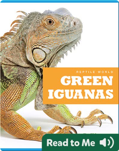 Reptile World: Green Iguanas