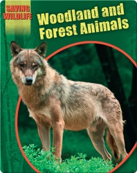 Woodland and Forest Animals
