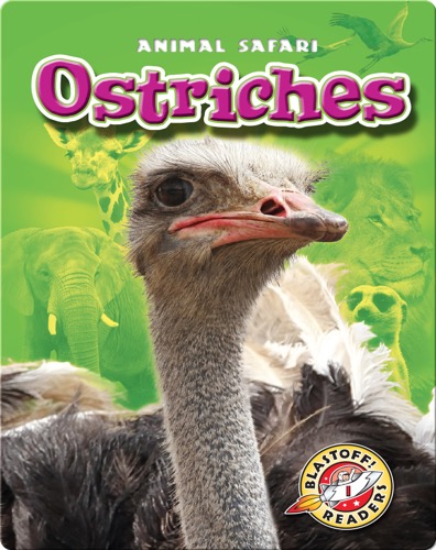Ostriches