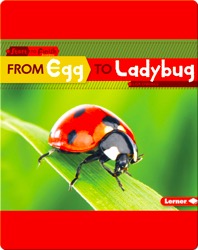 From Egg to Ladybug