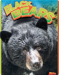 Black Bears