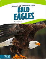 Bald Eagles