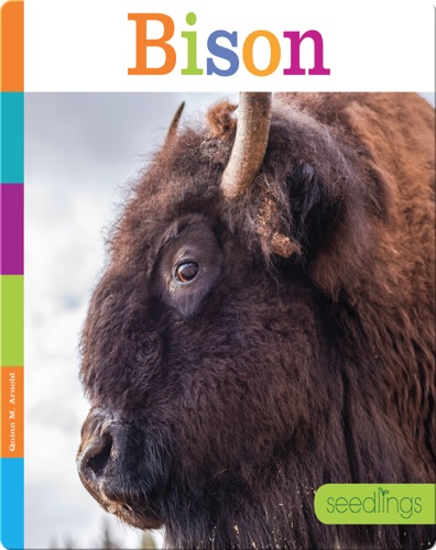 Bison