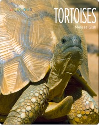 Tortoises