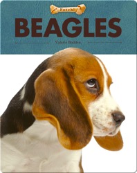 Beagles