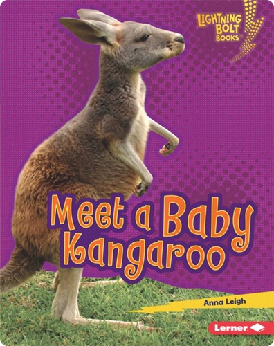 Meet a Baby Kangaroo