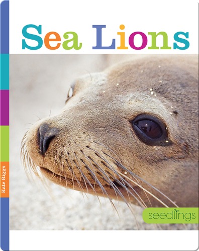 Sea Lions