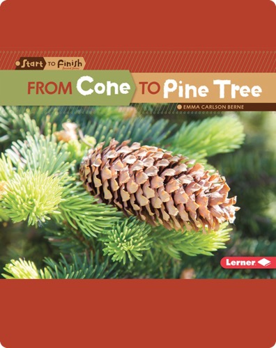 From Cone to Pine Tree