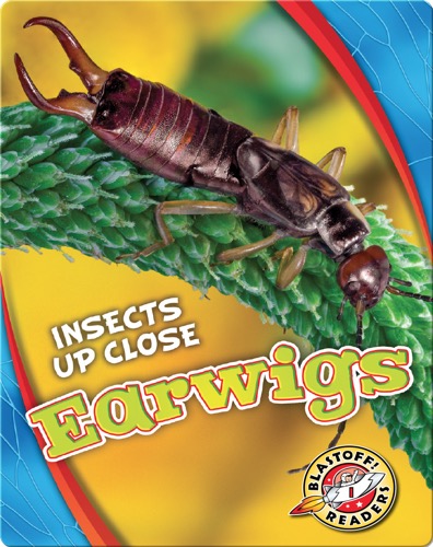 Earwigs