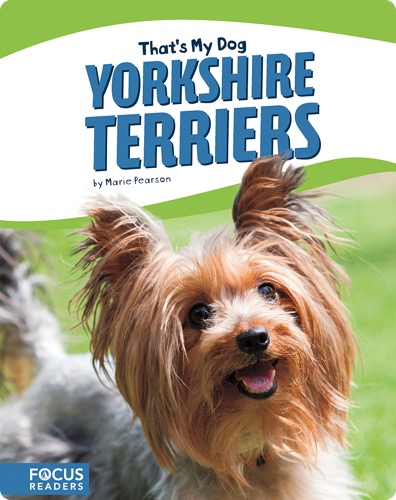 Yorkshire Terriers