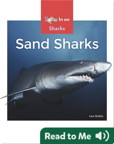 Sand Sharks