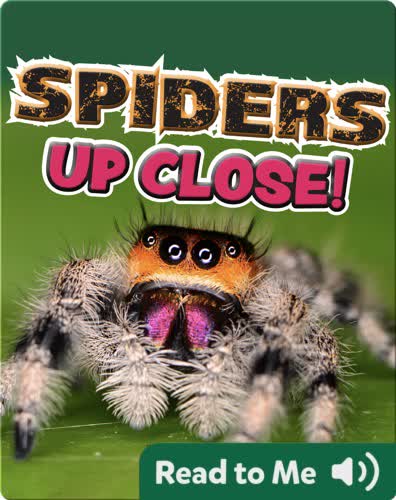 Spiders Up Close